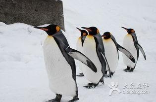 企鹅吃瓜爆料最新,娱乐圈最新猛料大揭秘！